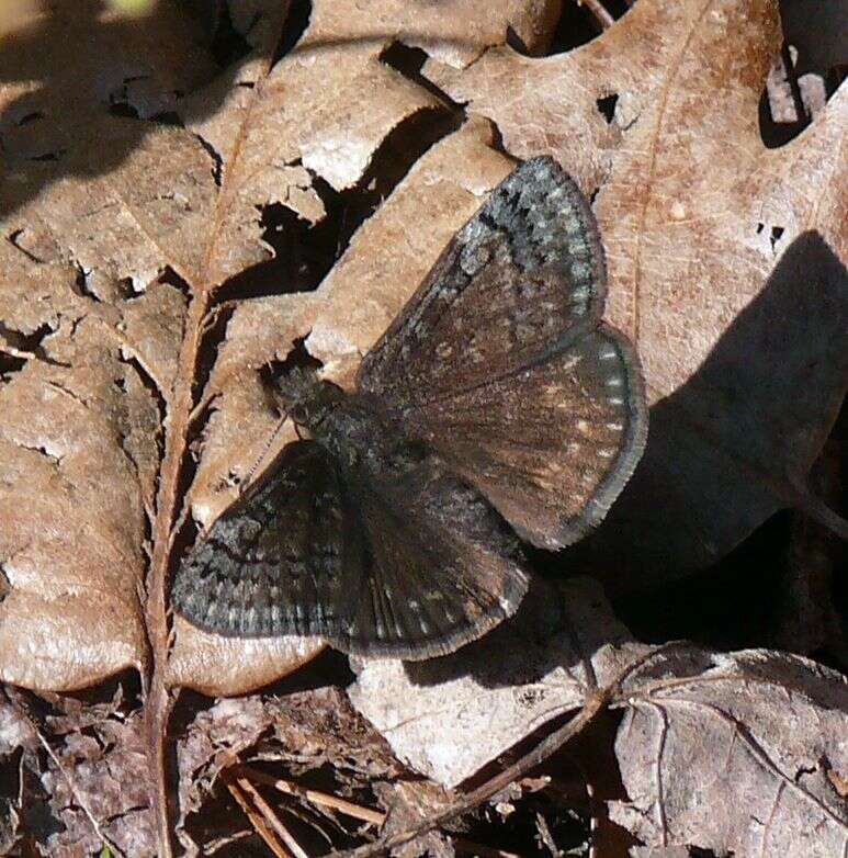 Image of Sleepy Duskywing