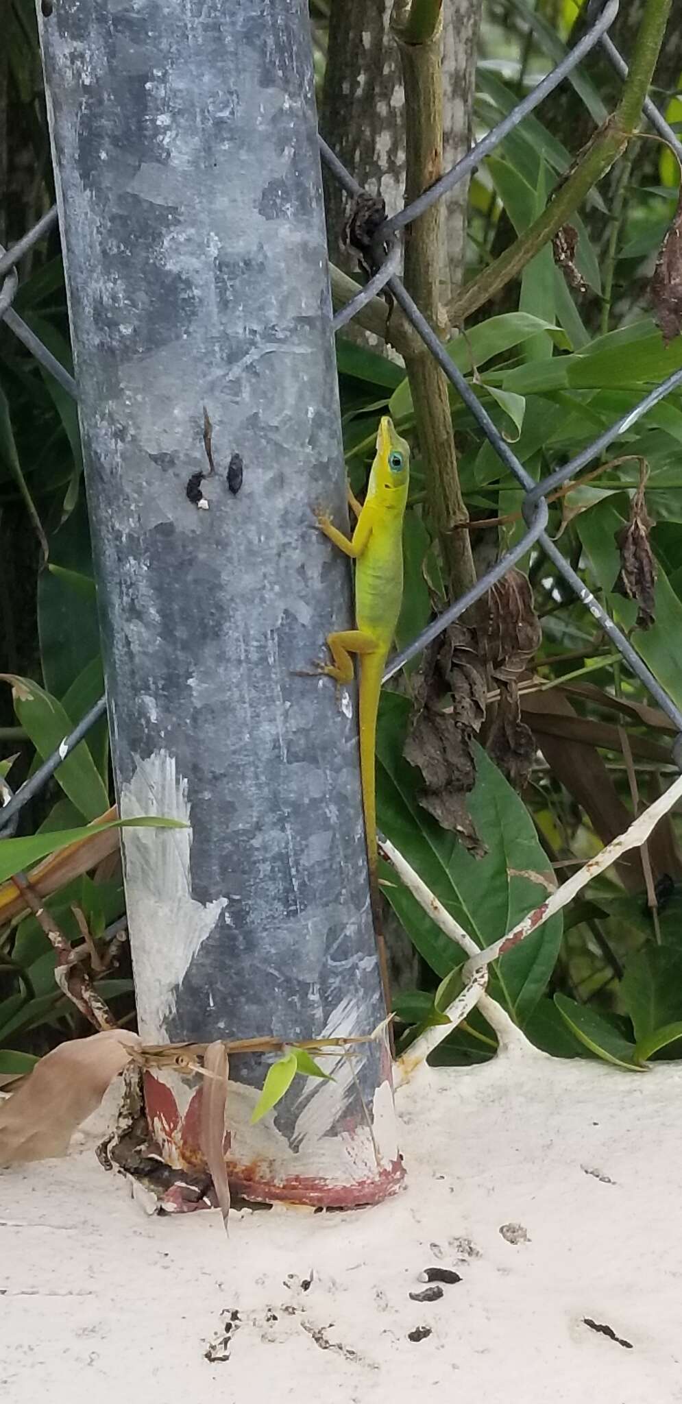 Image of Saint Vincent's Bush Anole