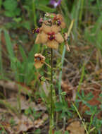 Image of Verbascum flavidum (Boiss.) Freyn & Bornm.