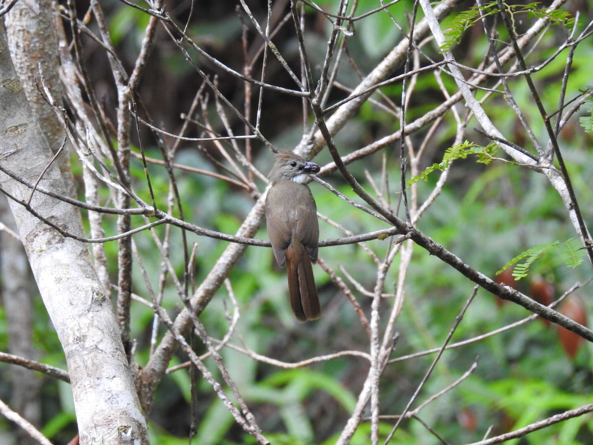 Alophoixus ochraceus (Moore & F 1854) resmi