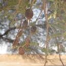 صورة Vachellia nilotica subsp. tomentosa (Benth.) Kyal. & Boatwr.