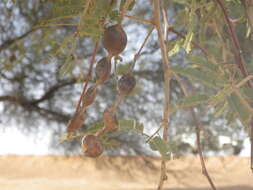 Plancia ëd Vachellia nilotica subsp. tomentosa (Benth.) Kyal. & Boatwr.