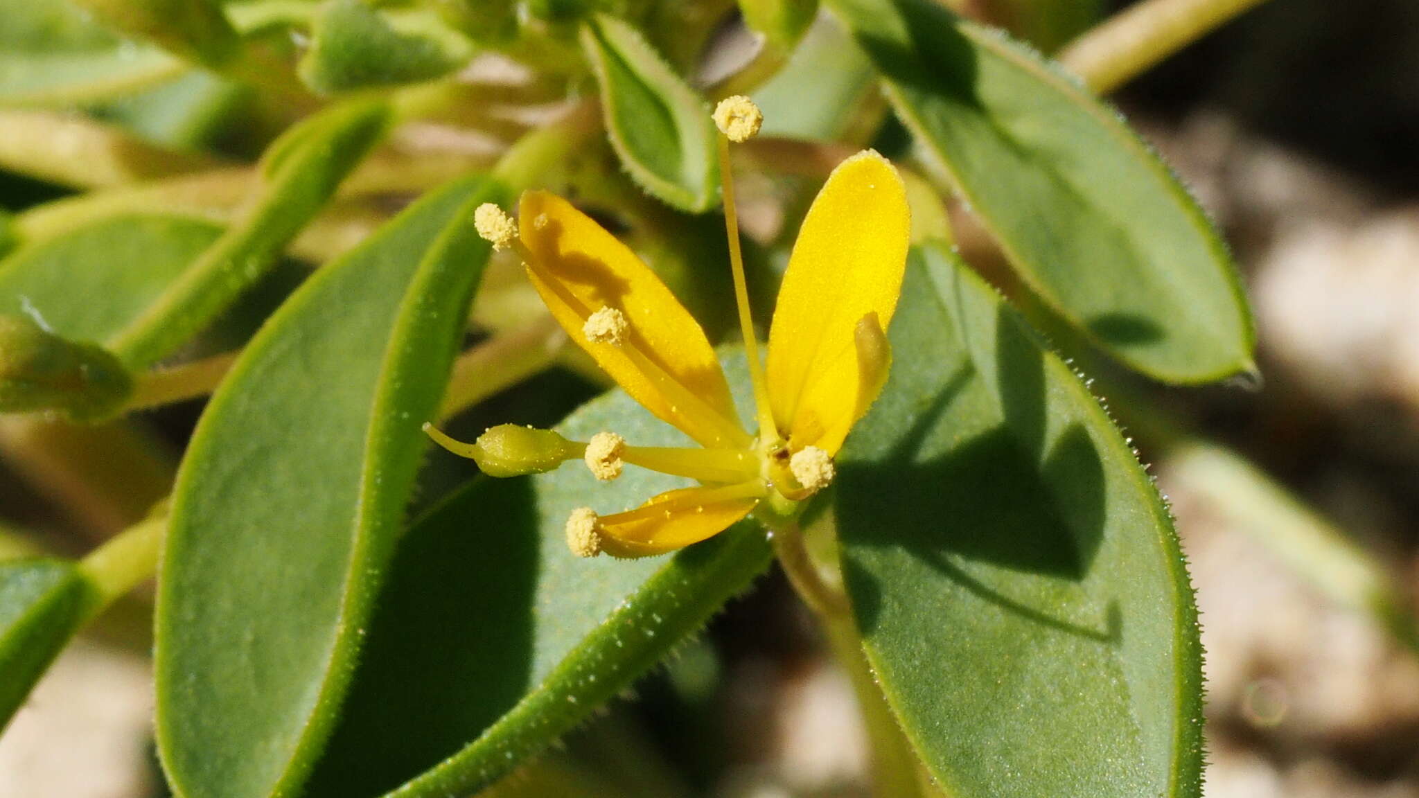 Image of Mojave cleomella