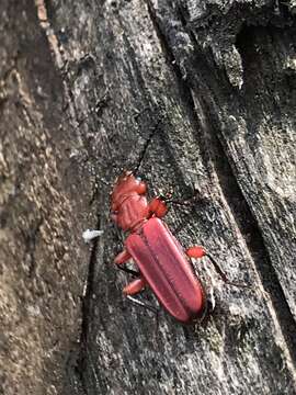 Image of Red Flat Bark Beetle