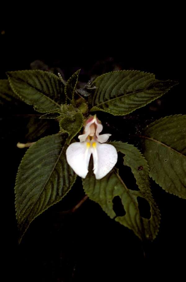 Impatiens burtonii Hook. fil. resmi