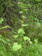 Image of giant sea holly