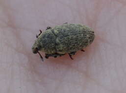 Image of Weevil