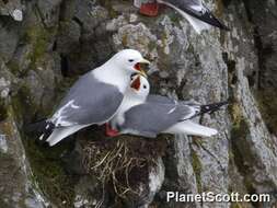 Image of Red-legged Kittiwake