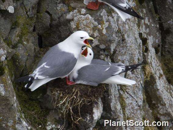 Image of Red-legged Kittiwake