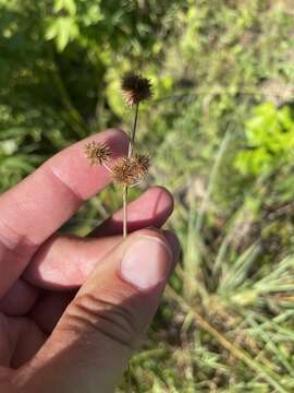 Juncus brachycarpus Engelm.的圖片