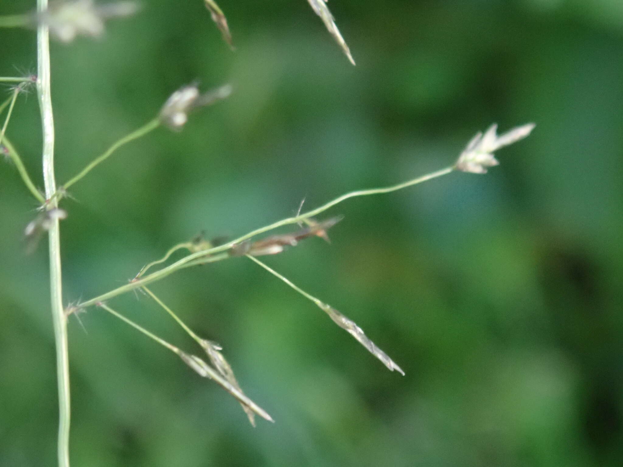 صورة Eragrostis tenuifolia (A. Rich.) Hochst. ex Steud.