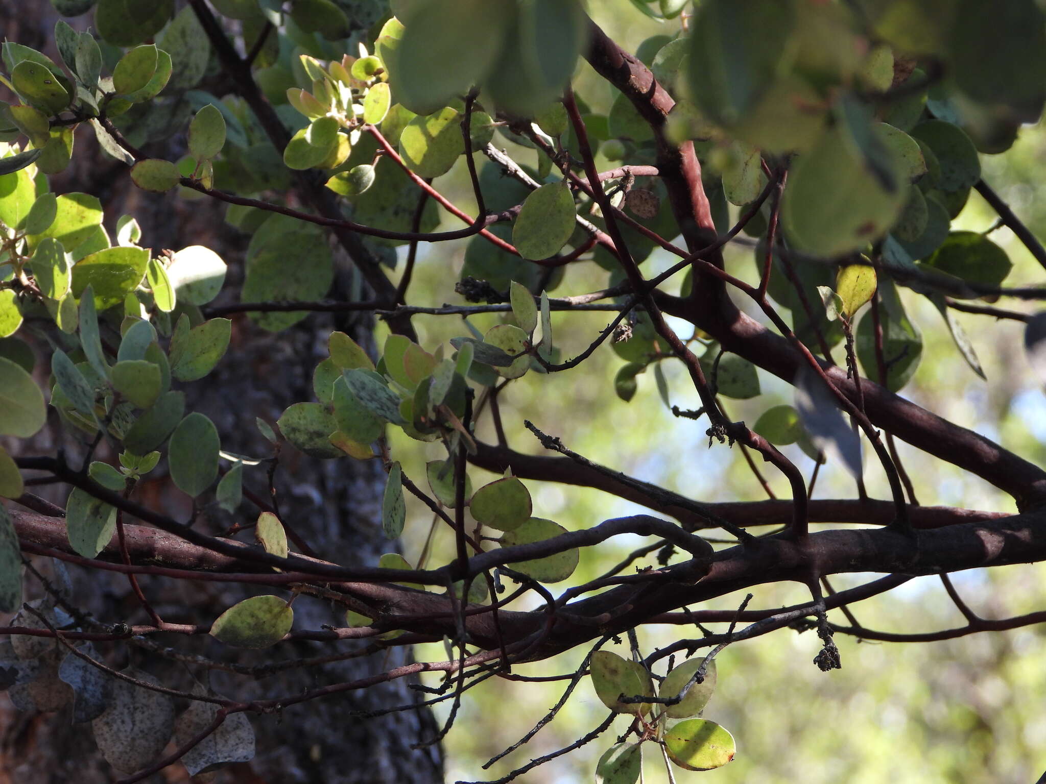 Arctostaphylos viscida subsp. mariposa (Dudley) P. V. Wells resmi