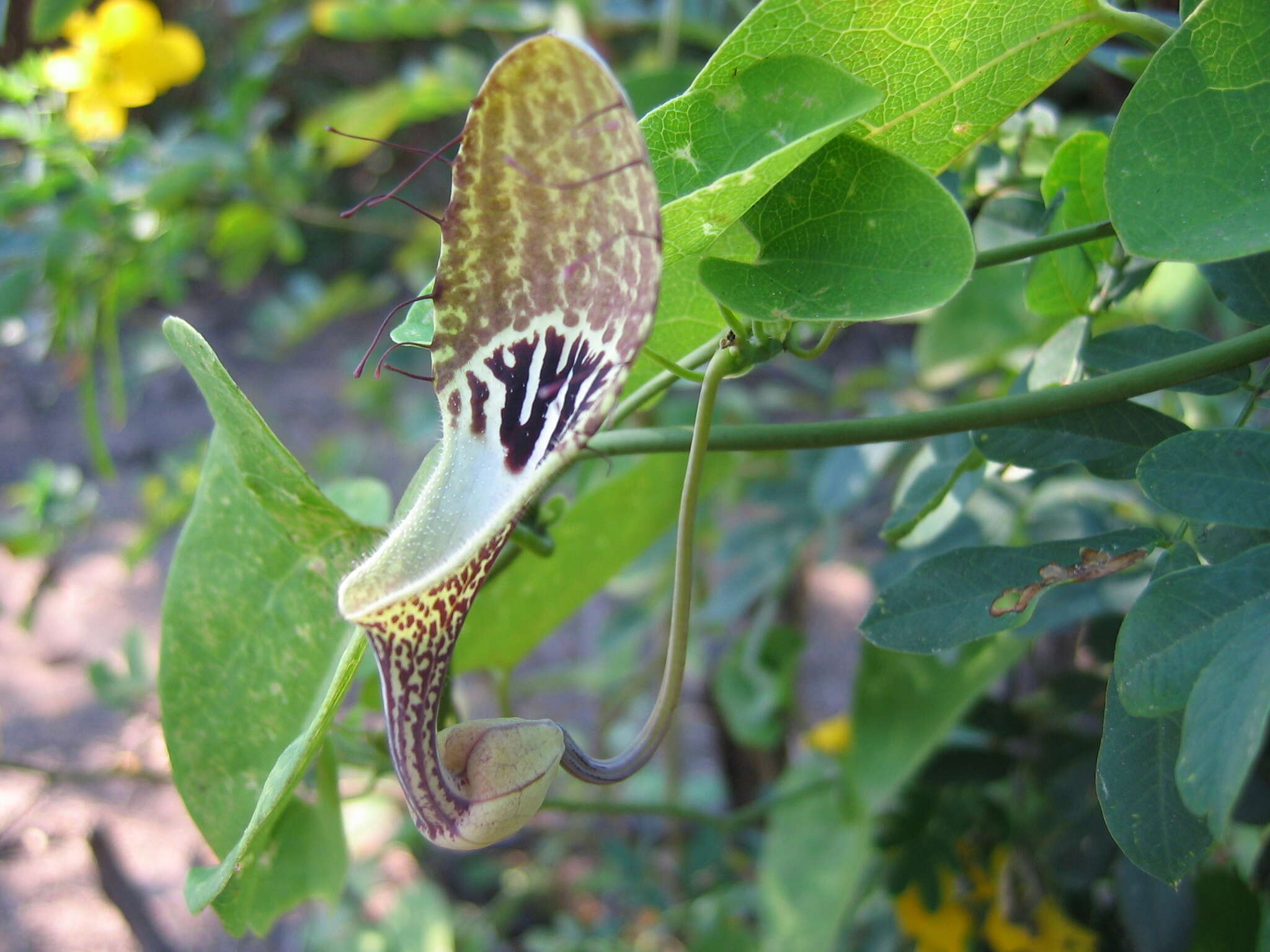 Sivun Aristolochia tentaculata O. Schmidt kuva