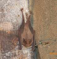 Image of Lesser Long-nosed Bat