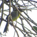 Image of Dusky-headed Brush Finch