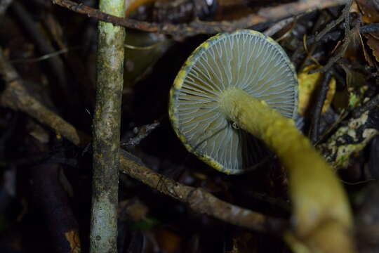 Image of Cortinarius aerugineoconicus E. Horak 1990