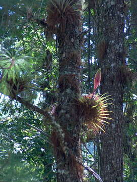 Image of Tillandsia lampropoda L. B. Sm.