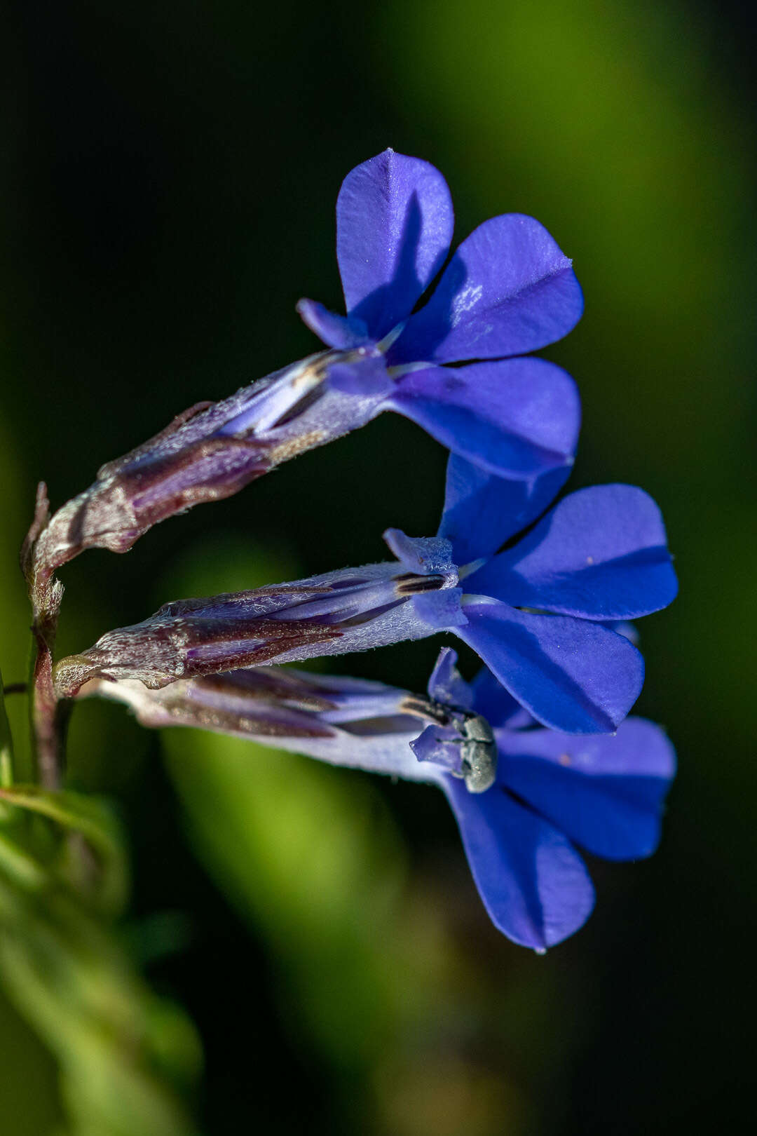 Image of Pine-leaf Lobelia