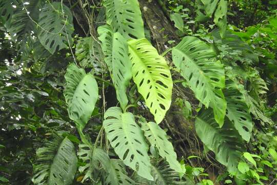 Image of Monstera acuminata K. Koch