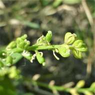 Image of Stalkless Yellowcress