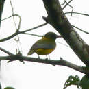 Image of Green-headed Oriole