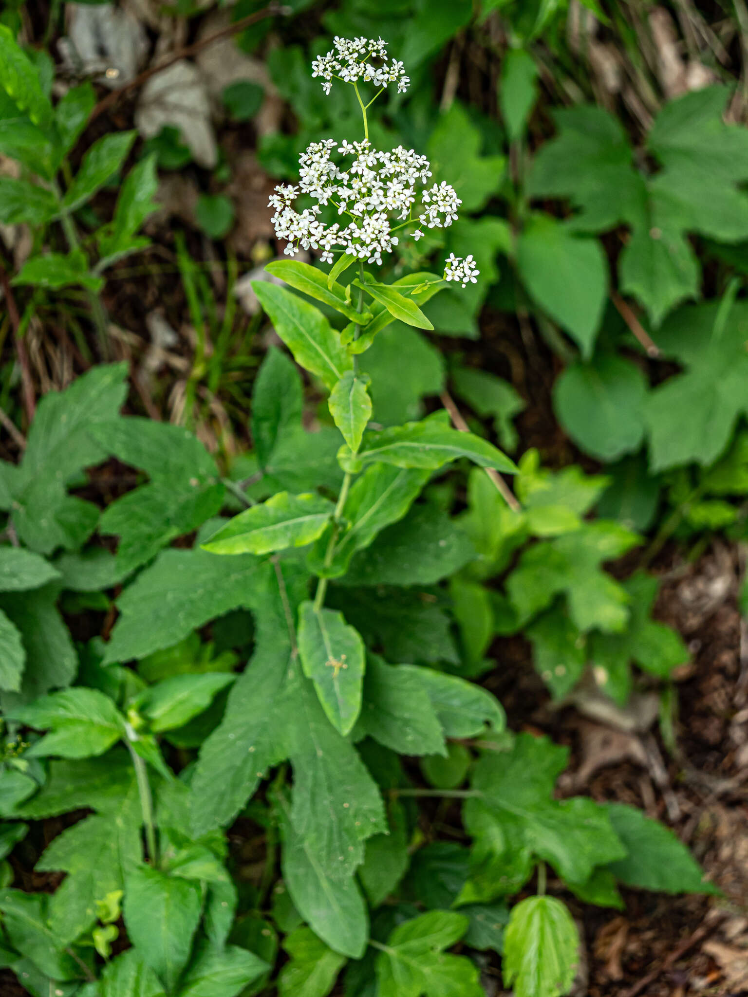 Imagem de Peltaria alliacea Jacq.