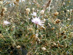 Слика од Centaurea odessana Prodan