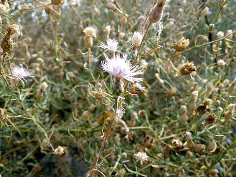 Image of Centaurea odessana Prodan