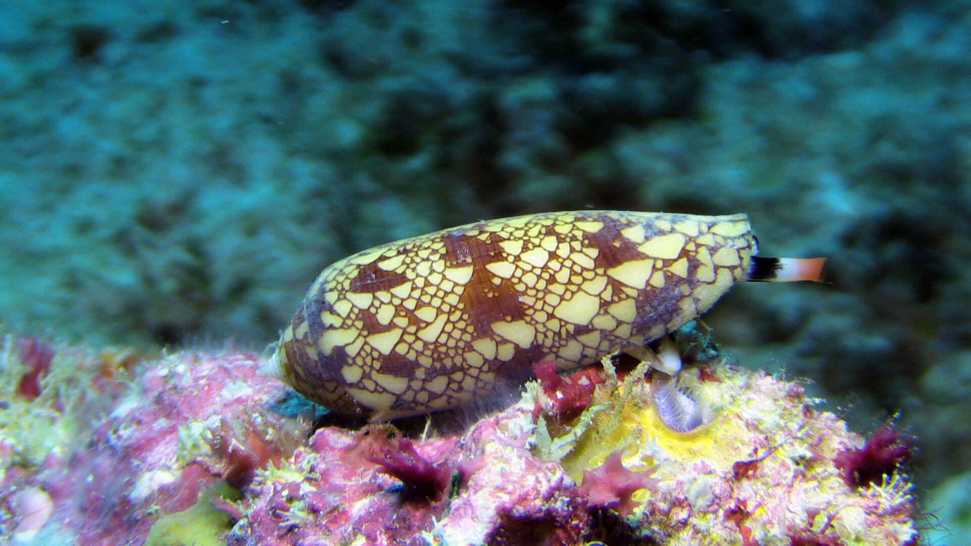 Image of gold leafed cone