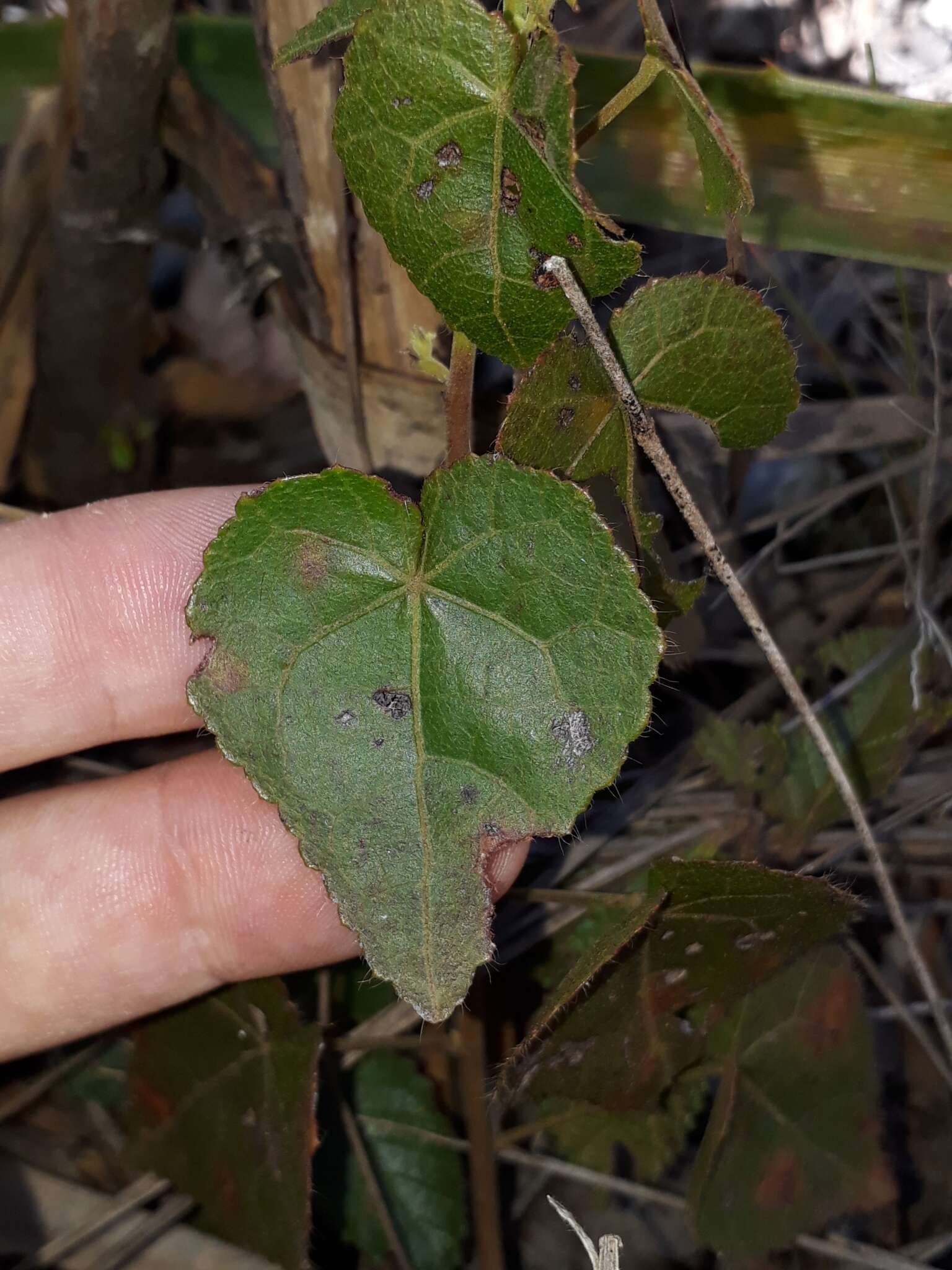 Image of Pavonia rosa-campestris A. St.-Hil.