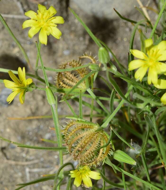 Plancia ëd Koelpinia linearis Pall.