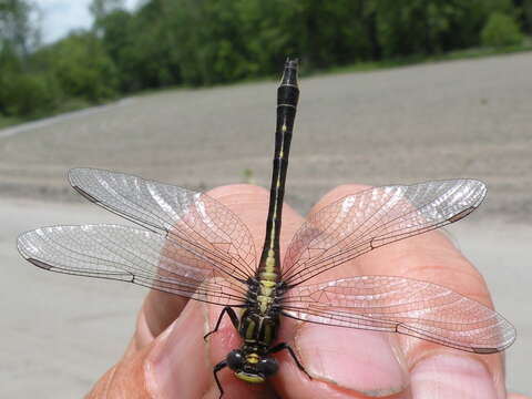 Image of Phanogomphus quadricolor (Walsh 1863)