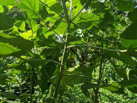 Image of Acalypha angatensis Blanco