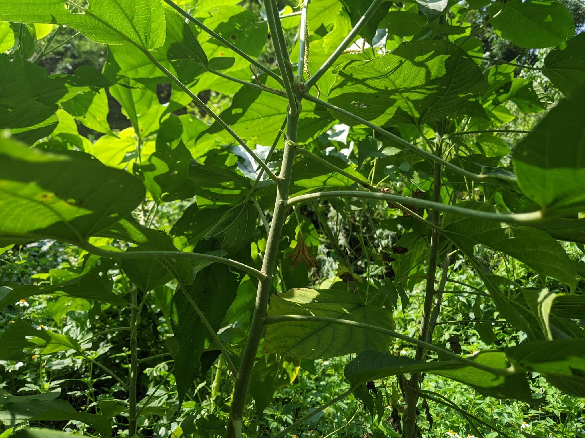 Imagem de Acalypha angatensis Blanco