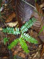 Image of <i>Copaifera camibar</i> Poveda, L. N. Zamora & P. E. Sánchez.