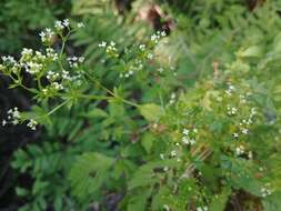 Image of Rough bedstraw