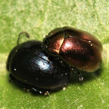 Image of Chrysolina (Spheromela) varians (Schaller 1783)