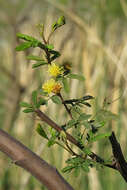 Image of Mimosa bonplandii Benth.