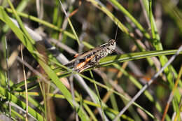 Image of Heteropternis obscurella (Blanchard & E. 1853)