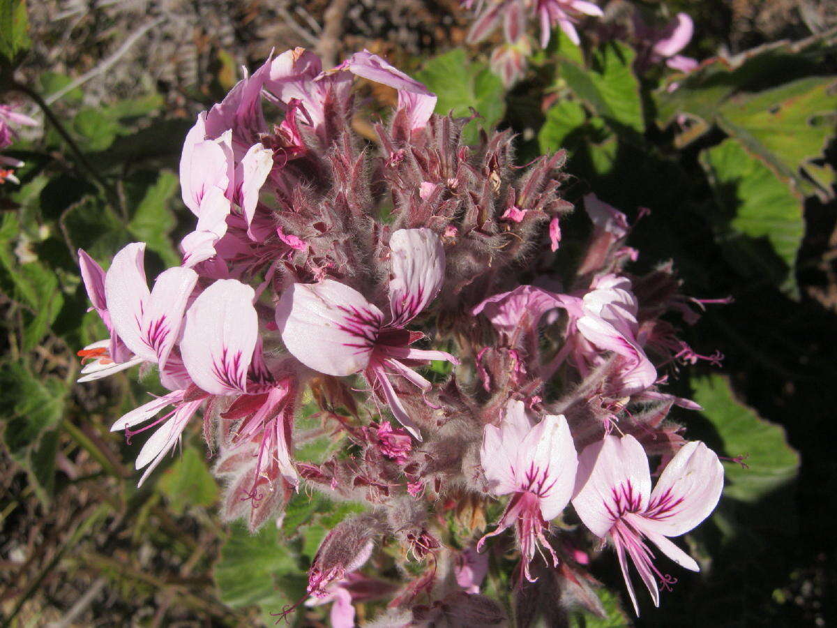 Image of Heart-leaved pelagonium