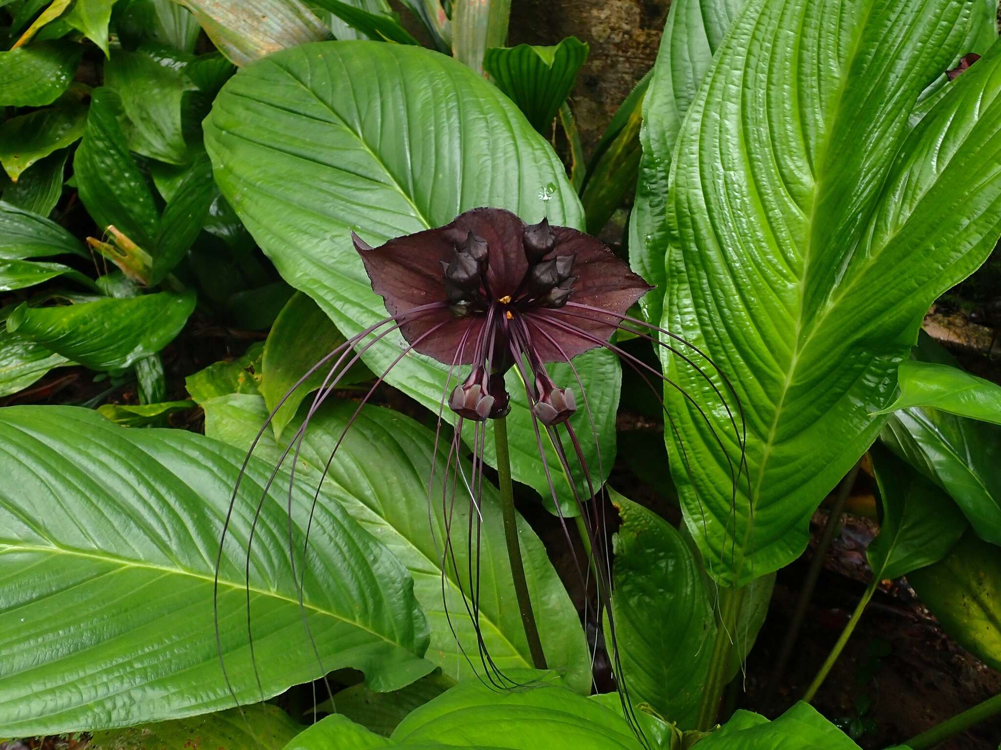 Image of black bat flower