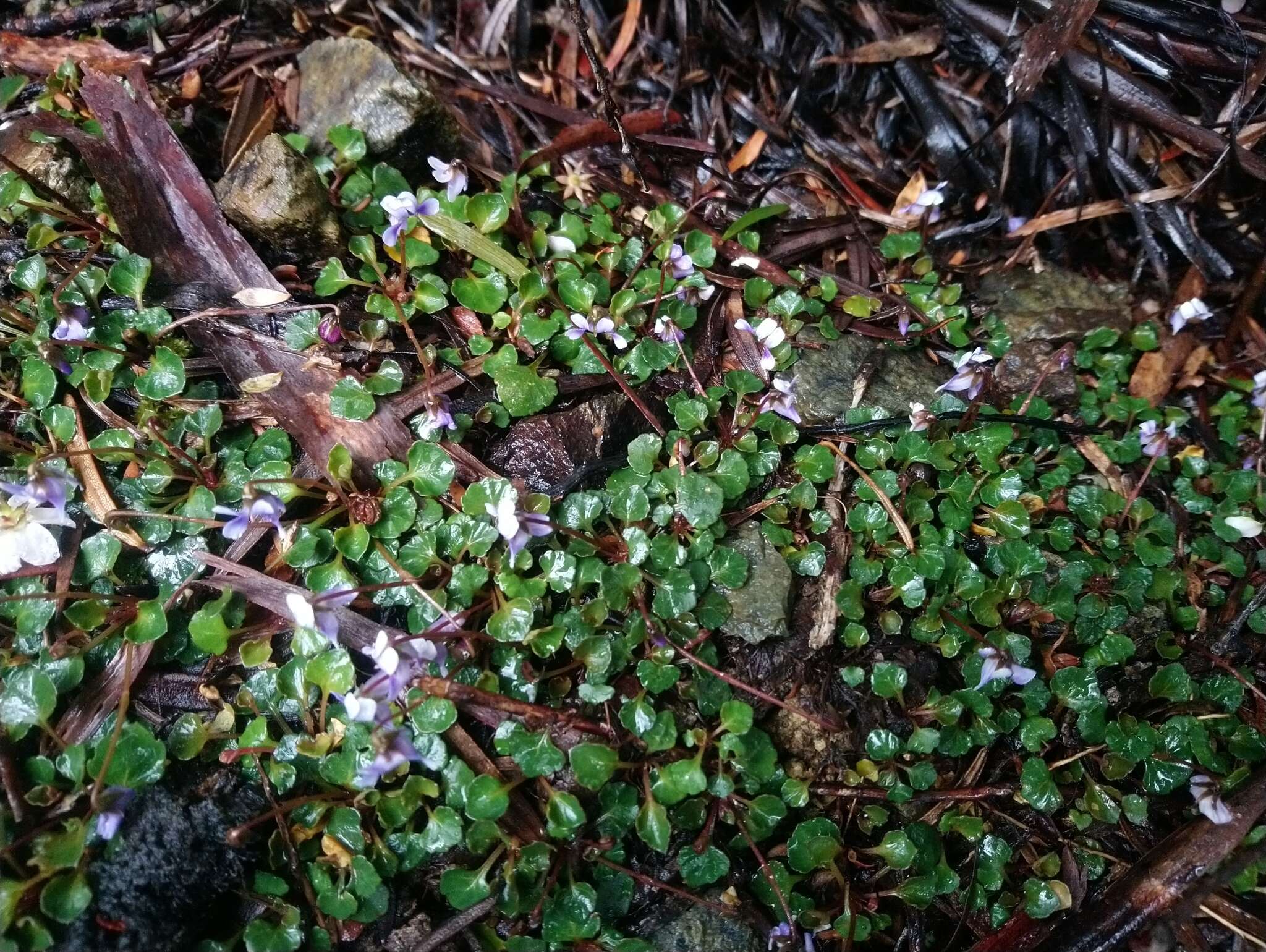 Image of Viola serpentinicola