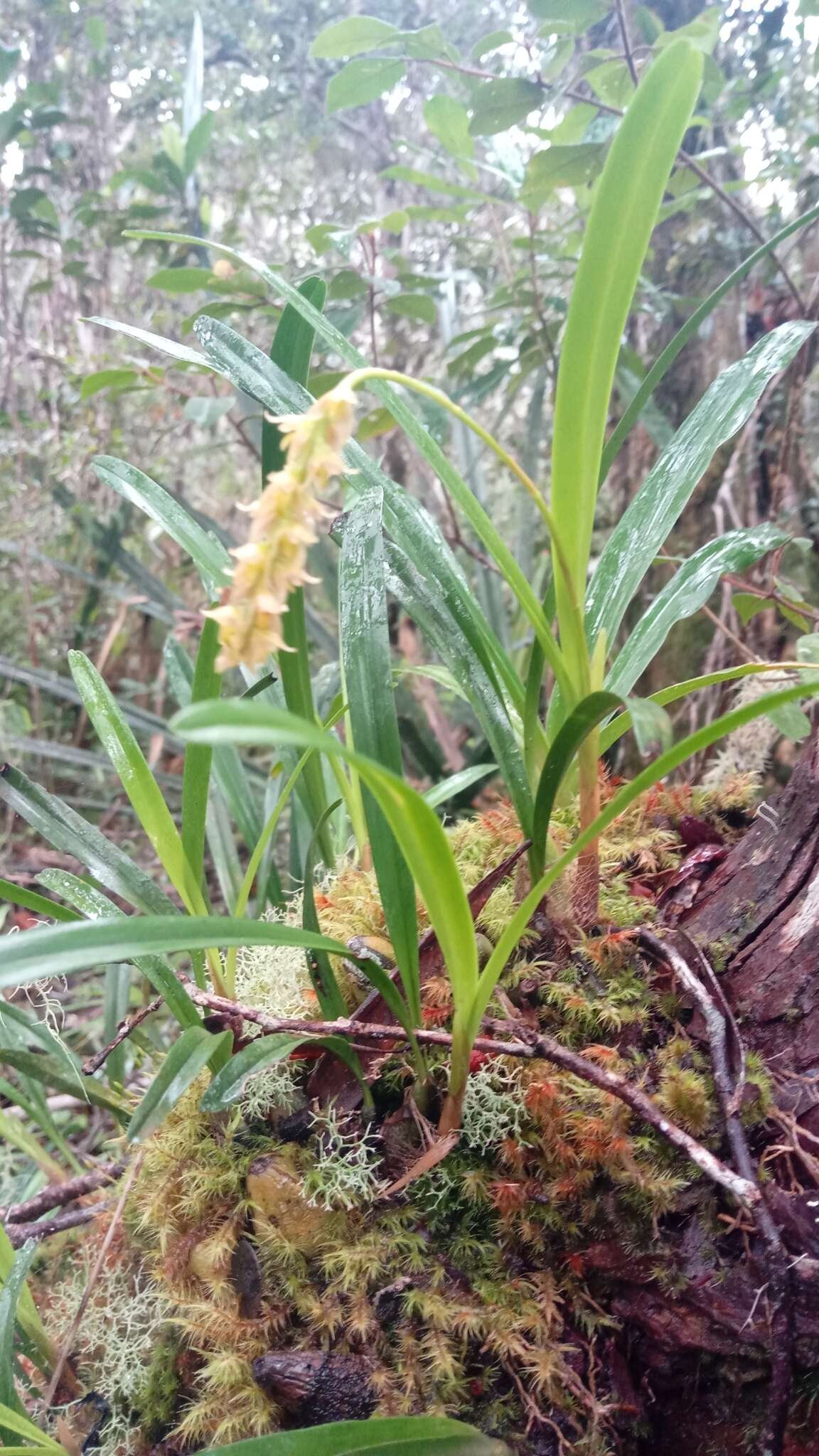 Image of Bulbophyllum liparidioides Schltr.