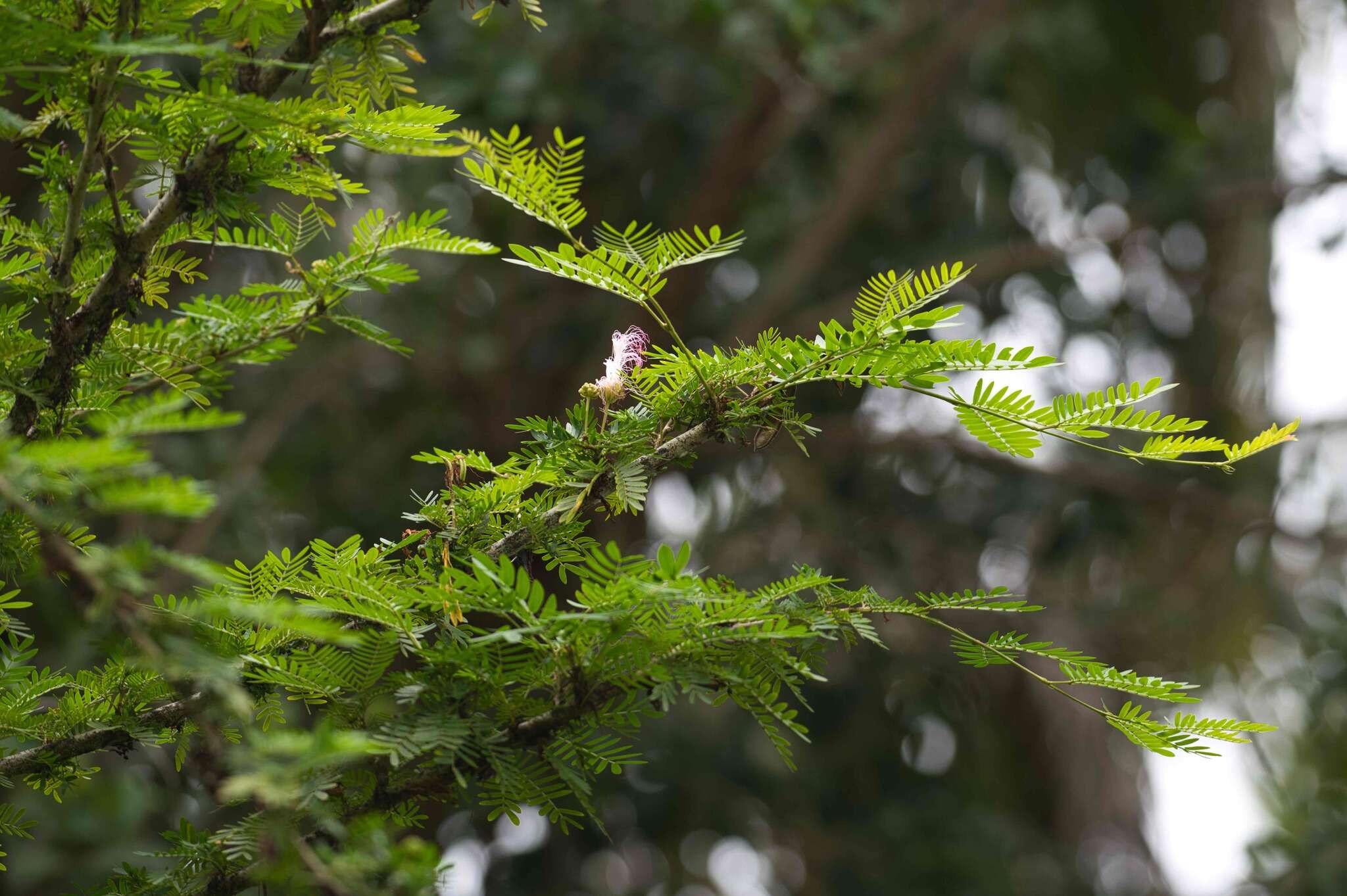 Plancia ëd Calliandra surinamensis Benth.