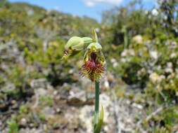 Image of Pale beard orchid