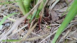 Image of itchgrass