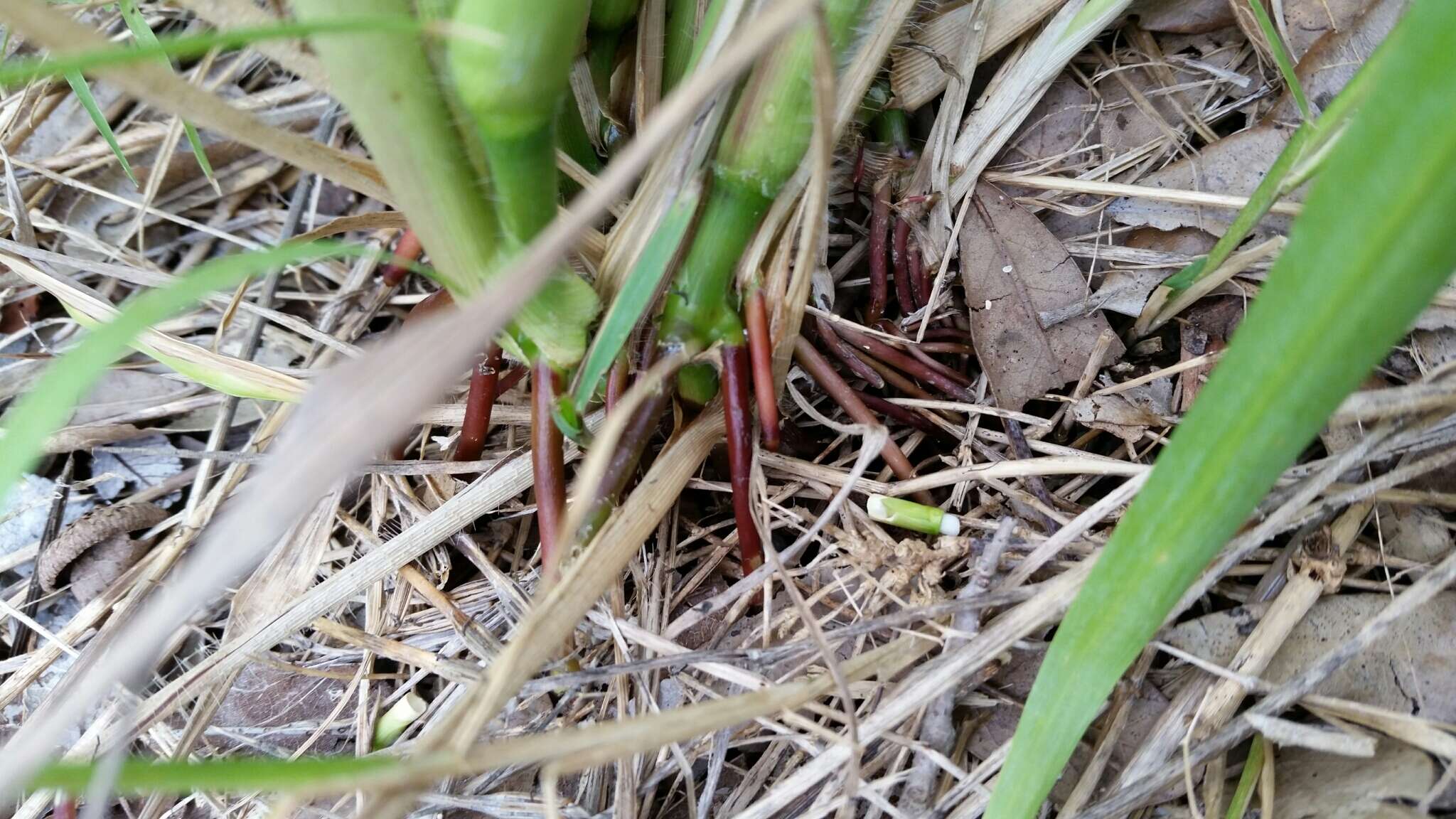 Image of itchgrass