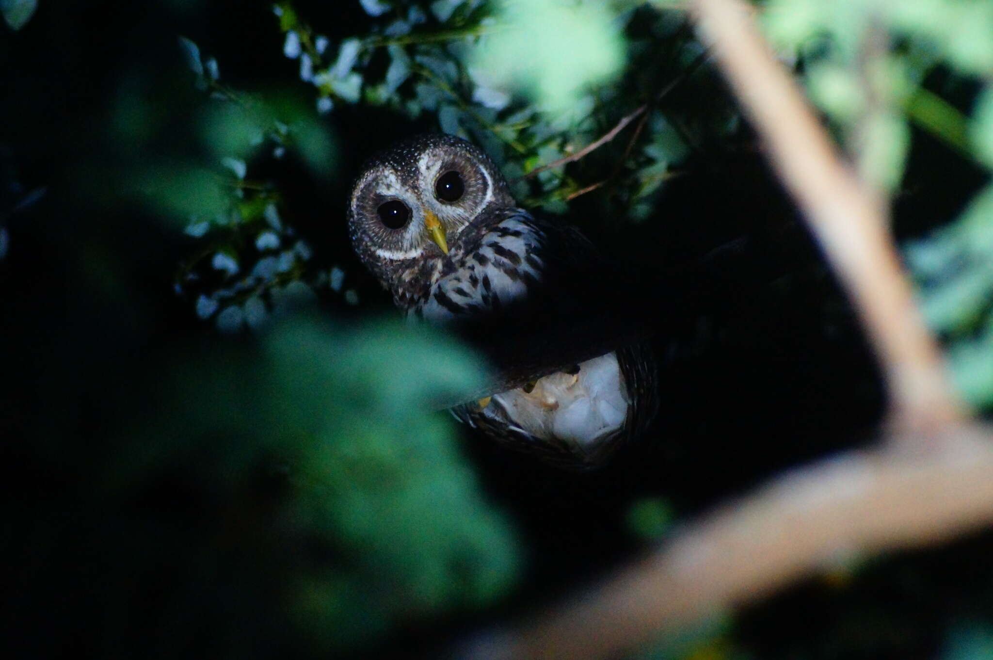 Слика од Strix virgata (Cassin 1849)