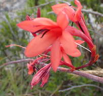 Image of Watsonia wilmaniae J. W. Mathews & L. Bolus