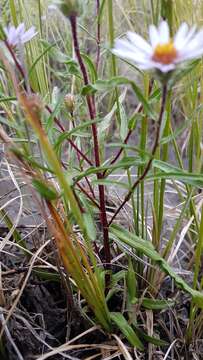 صورة Symphyotrichum yukonense (Cronq.) G. L. Nesom